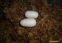 eggs1.JPG