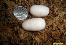 eggs2.JPG