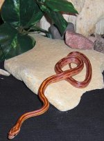 Athena 090407-cs.jpg