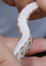 male-golddust-motley-ventra.jpg