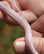 male-bliz-dorsal1.jpg