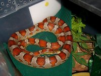 Cherry Hammock_800.jpg