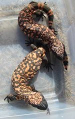 Yearling Gilas.jpg