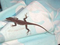 January Anole 004cr.jpg