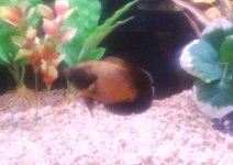 Aquarium and Rusty.jpg