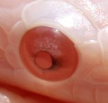 male-bliz-eye1.jpg