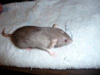 speck3.jpg