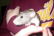 Speck & Cookie 003_800x480.jpg