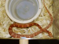 Random snake pics 026.jpg