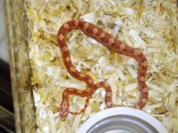 Random snake pics 027.jpg