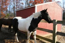 Horses Nov20 247.jpg