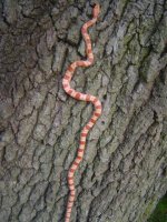 seeker in oak.JPG