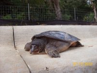 softshell 712.jpg