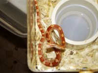 Random snake pics 028.jpg