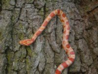 seeker in oak tree.JPG