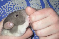 Speck & Cookie 001_800x480.jpg