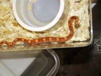 Random snake pics 029.jpg