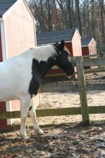Horses Nov20 262.jpg