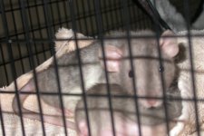 Speck, Cookie & Zoe 001_800x480.jpg