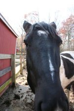 Horses Nov20 297.jpg