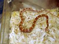 Random snake pics 030.jpg