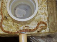 Random snake pics 031.jpg