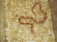 Random snake pics 033.jpg