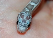 Luna 09 hatchling2a2009-07-26.JPG