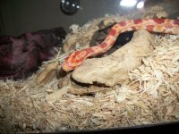 Bartholomew (9).jpg