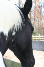 Horses Nov20 307.jpg