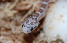 Luna 09 hatchling5a2009-07-28.JPG