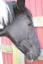 Horses Nov20 309.jpg