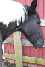 Horses Nov20 310.jpg