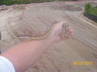 great hoggie 2.jpg