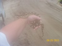 great hoggie 4.jpg