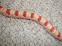 Candy2.jpg