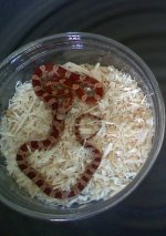 hypo het lav ph blood2.jpg hypo het lav ph blood2.jpg