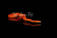 IMG_0097bb.jpg