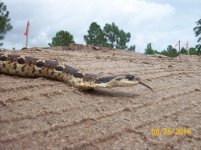 great hoggie 8.jpg
