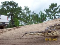 great hoggie 9.jpg