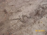 great hoggie again.jpg