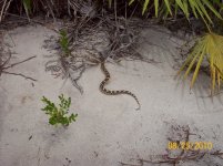 great hoggie 12.jpg