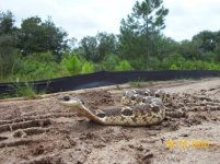 great hoggie 11.jpg
