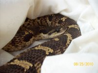 great hoggie.jpg