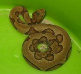 StripedSouthernCopperheadJuly18.jpg