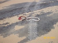 coachwhip 8.jpg