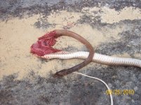coachwhip 9.jpg