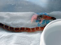 cherry4.JPG