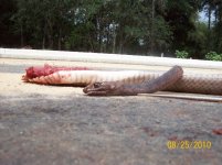coachwhip 2.jpg