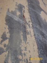 coachwhip 6.jpg